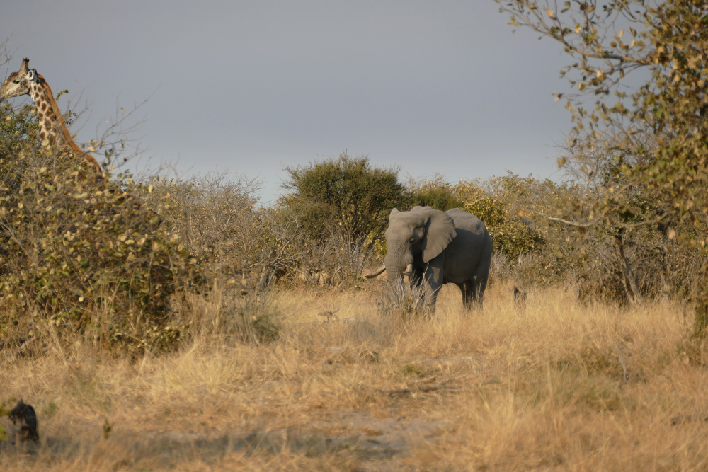 Botswana - Elefant und Giraffe in der Moremi-Region