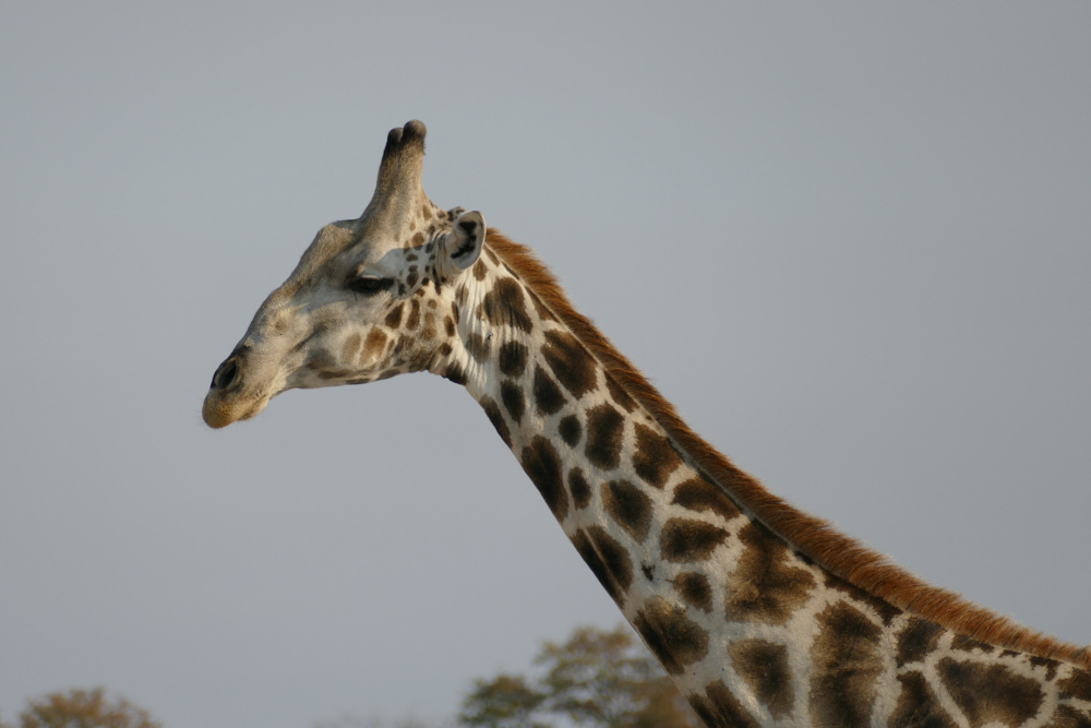 Botswana - Giraffe in der Moremi-Region