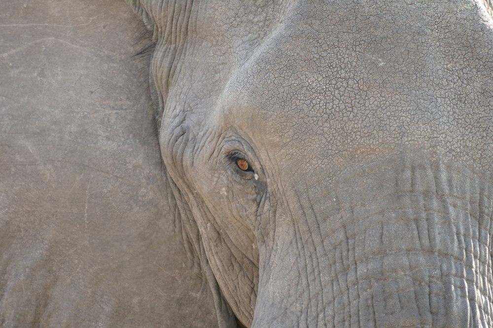 Botswana - Ein prüfender Blick