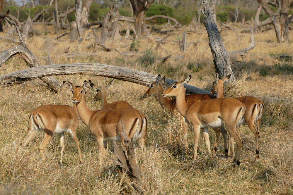 Botswana - Impalas in der Moremi-Region
