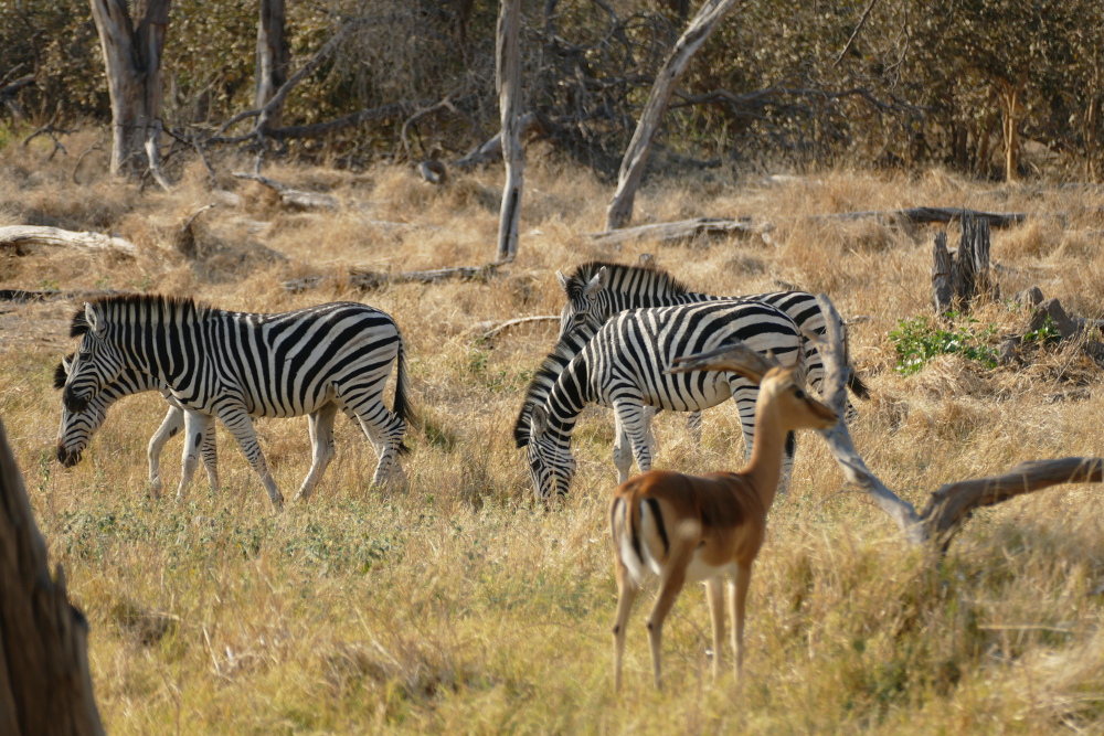 Botswana - Zebras in der Moremi-Region