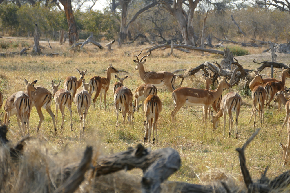 Botswana - Impalas in der Moremi-Region