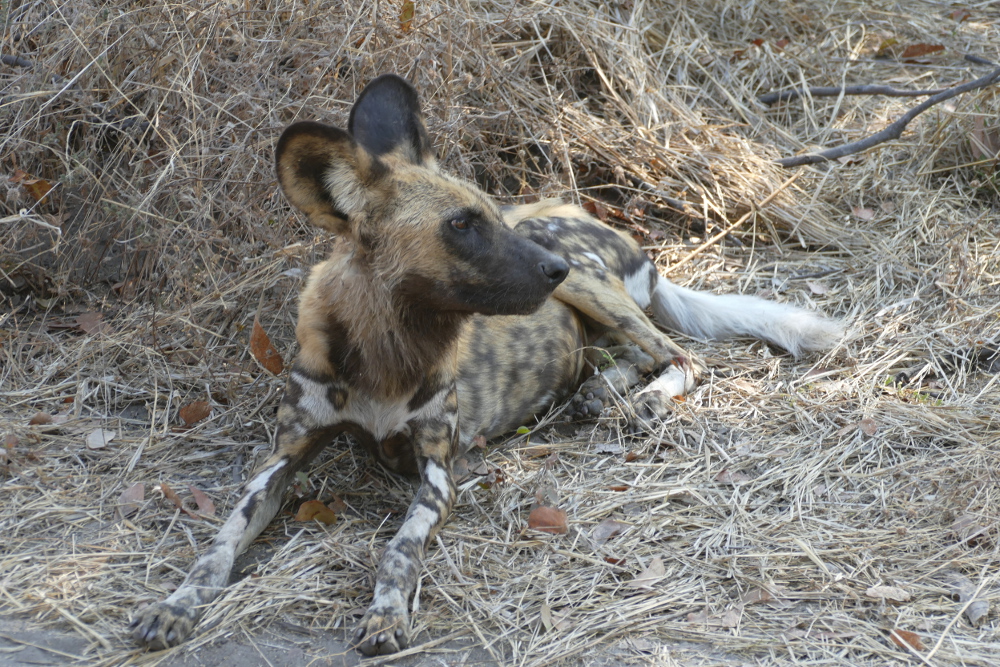 Botswana - Afrikanischer Wildhund in der Moremi-Region