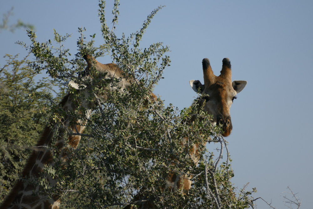Botswana - Giraffen in der Moremi-Region