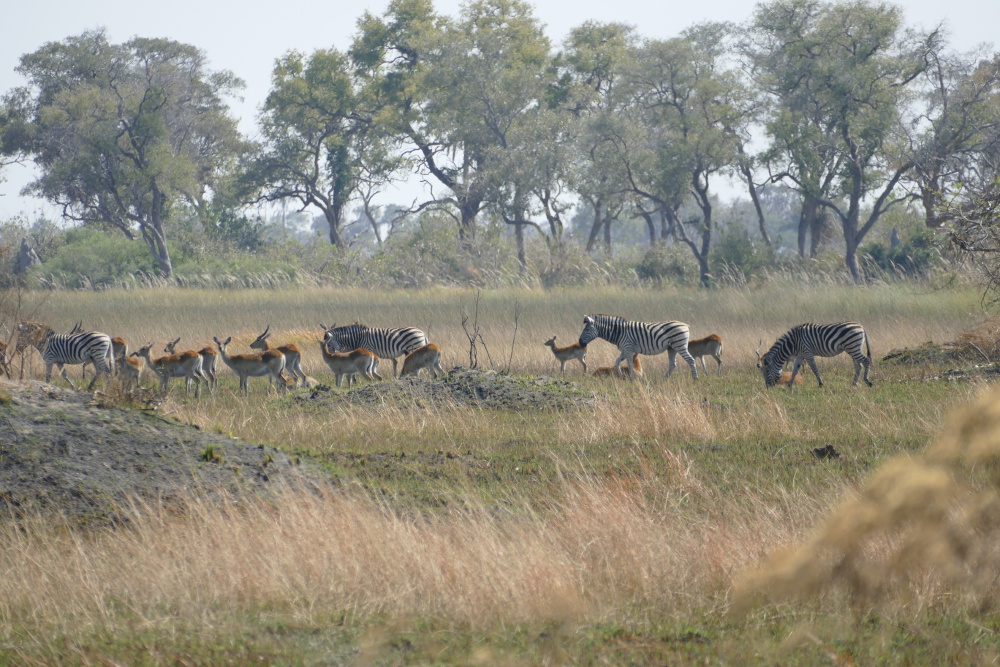 Botswana - Zebras und Antilopen auf einer Insel im Okavangodelta