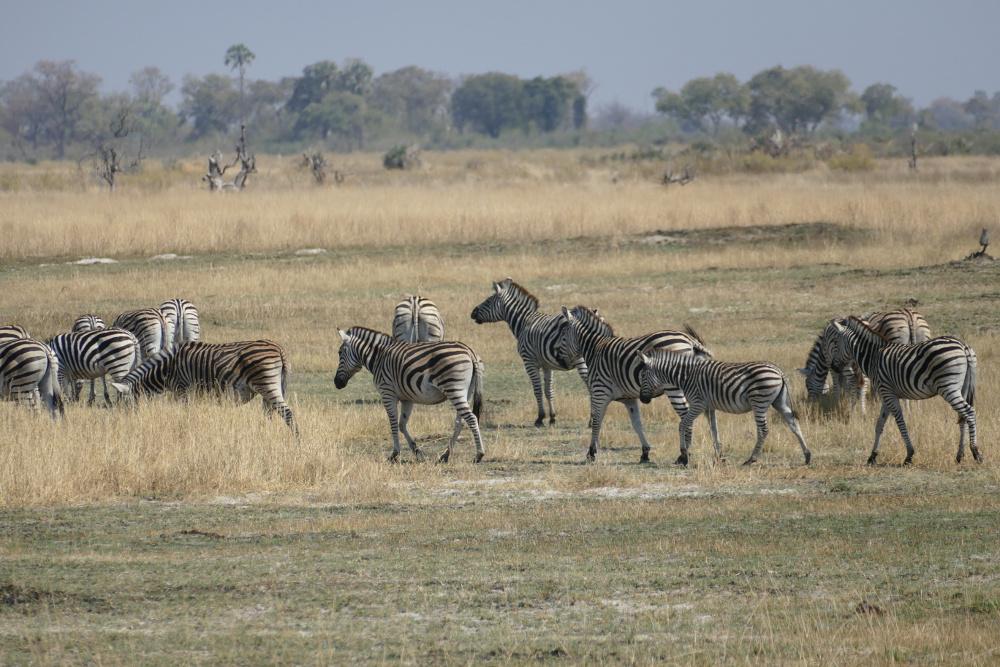 Botswana - Zebras auf einer Insel im Okavangodelta
