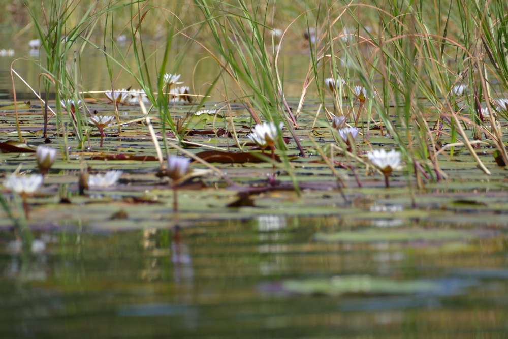 Botswana - Seerosen im Okavangodelta