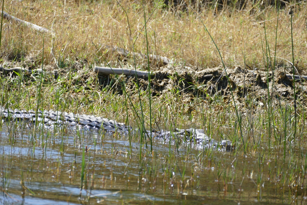 Botswana - Krokodil im Okavangodelta