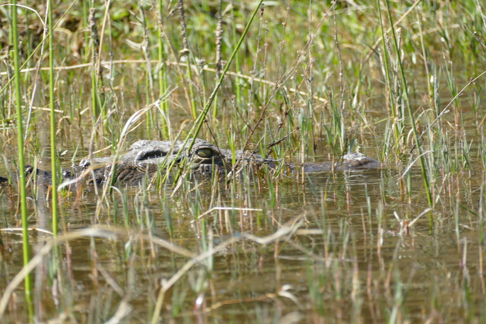 Botswana - Da lauert jemand