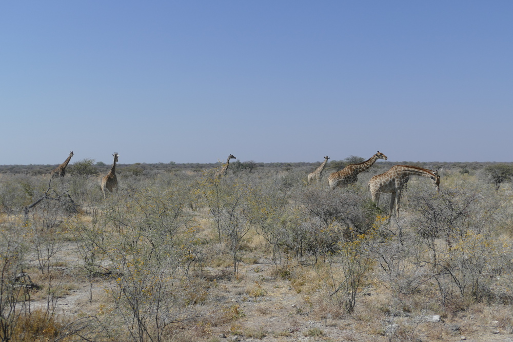 Namibia - Giraffen im Etosha-Nationalpark