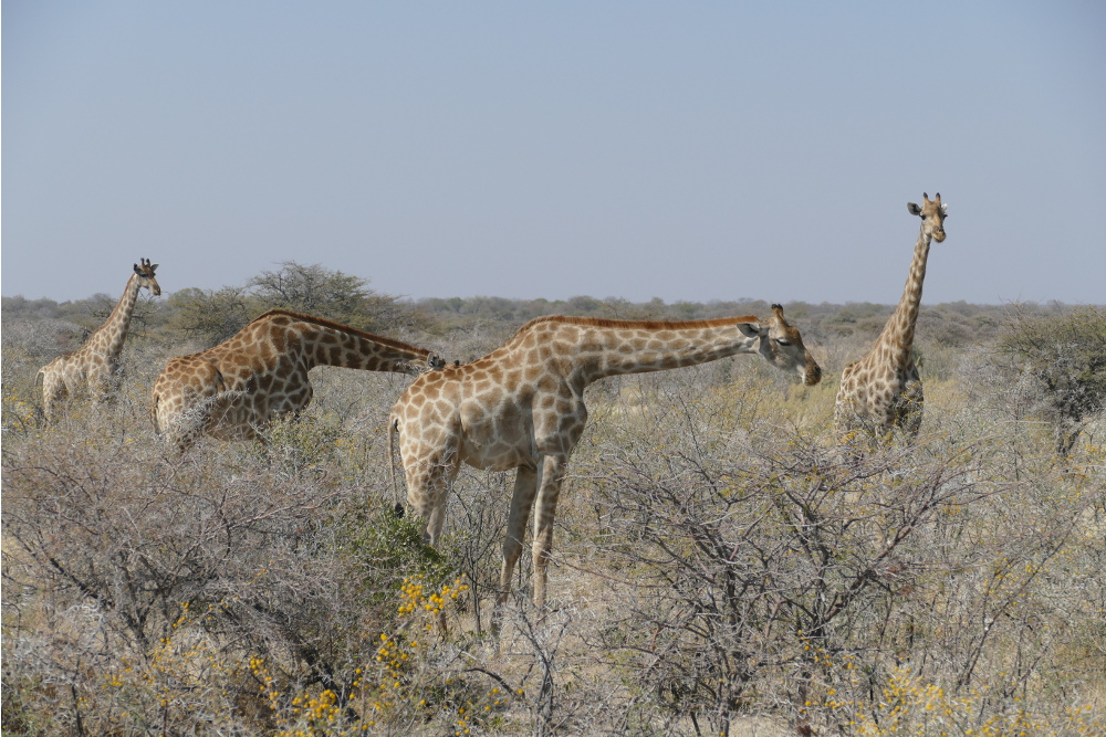 Namibia - Giraffen im Etosha-Nationalpark