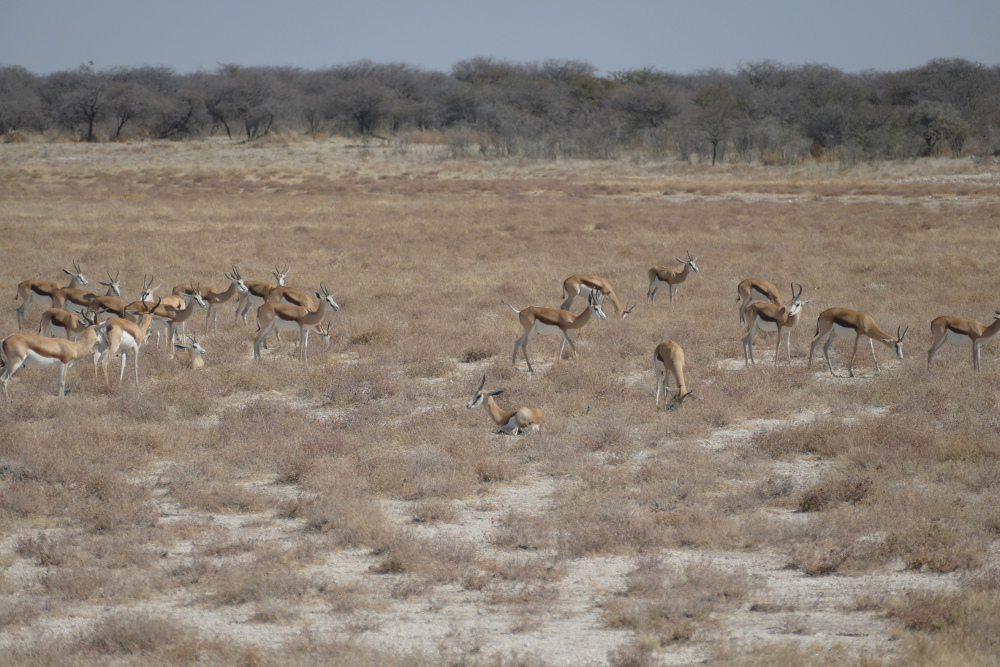 Namibia - Springböcke im Etosha-Nationalpark