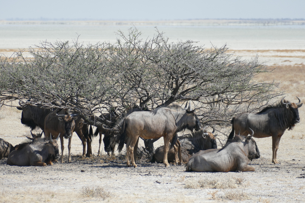 Namibia - Gnus im Etosha-Nationalpark