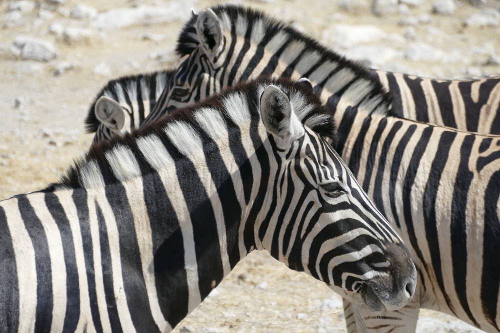 Namibia - Zebras im Etosha-Nationalpark