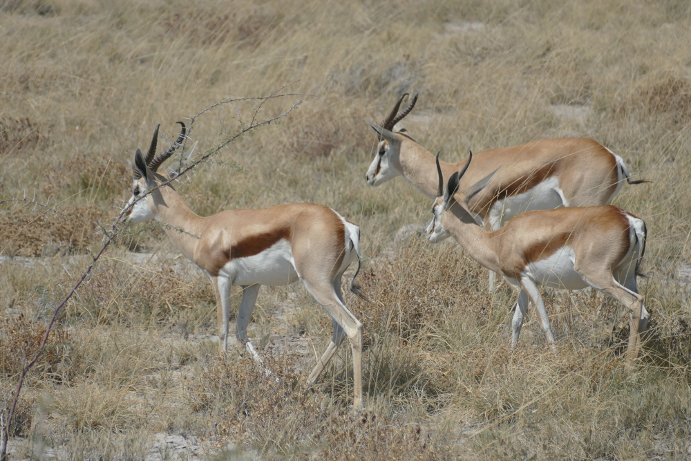 Namibia - Springböcke im Etosha-Nationalpark