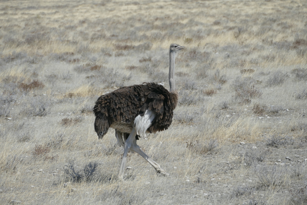 Namibia - Strauß im Etosha-Nationalpark