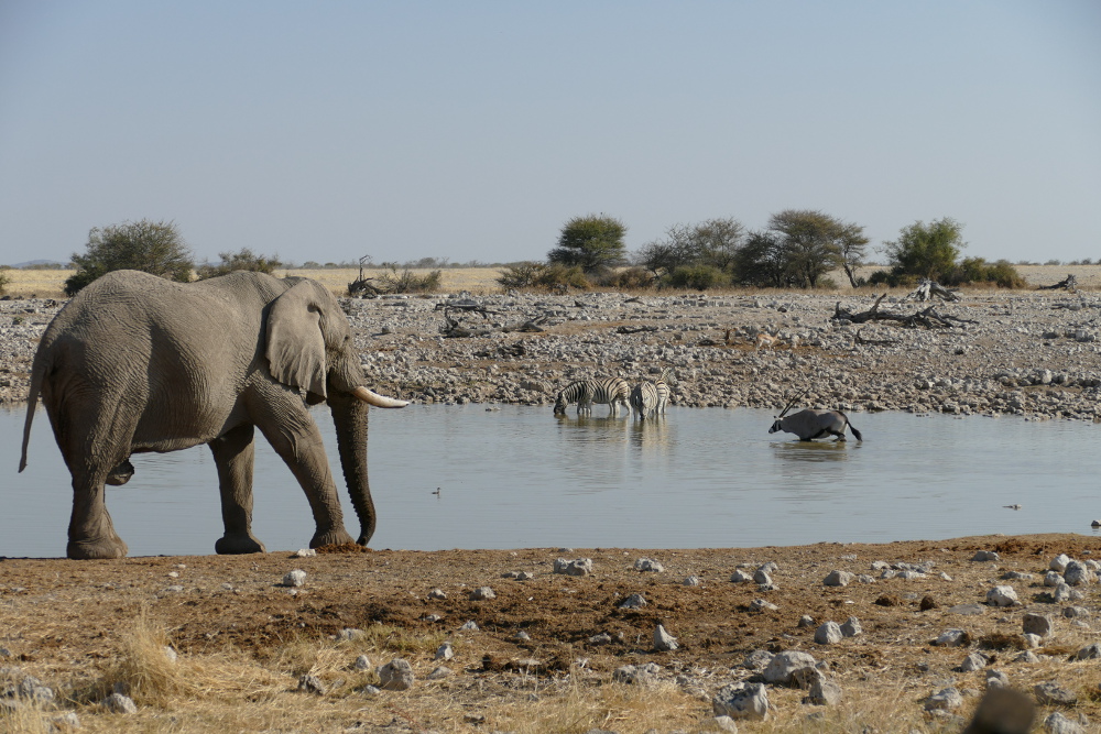 Namibia - Am Wasserloch von Okaukuejo