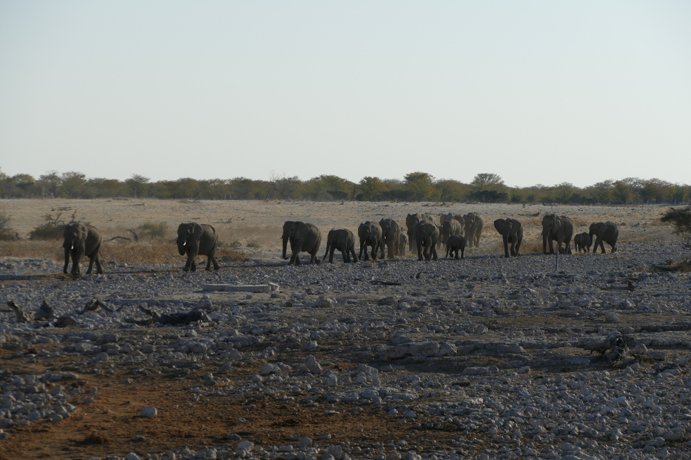 Namibia - Elefanten auf dem Weg zum Wasserloch
