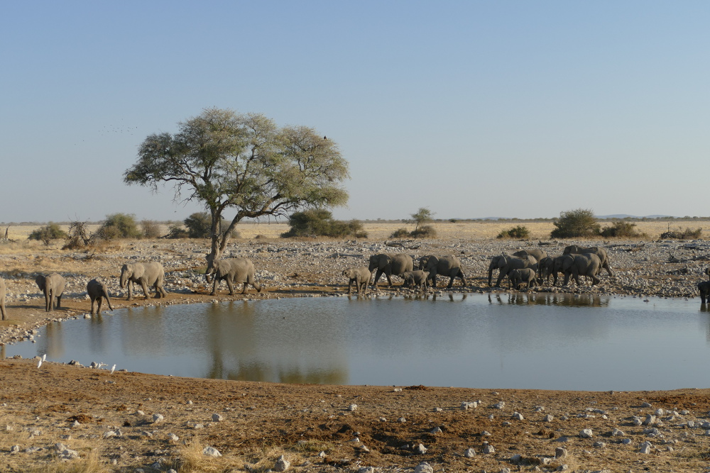 Namibia - Elefanten am Wasserloch von Okaukuejo