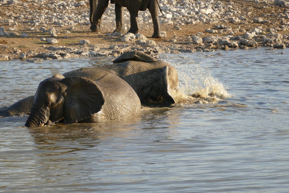 Namibia - Elefanten am Wasserloch von Okaukuejo