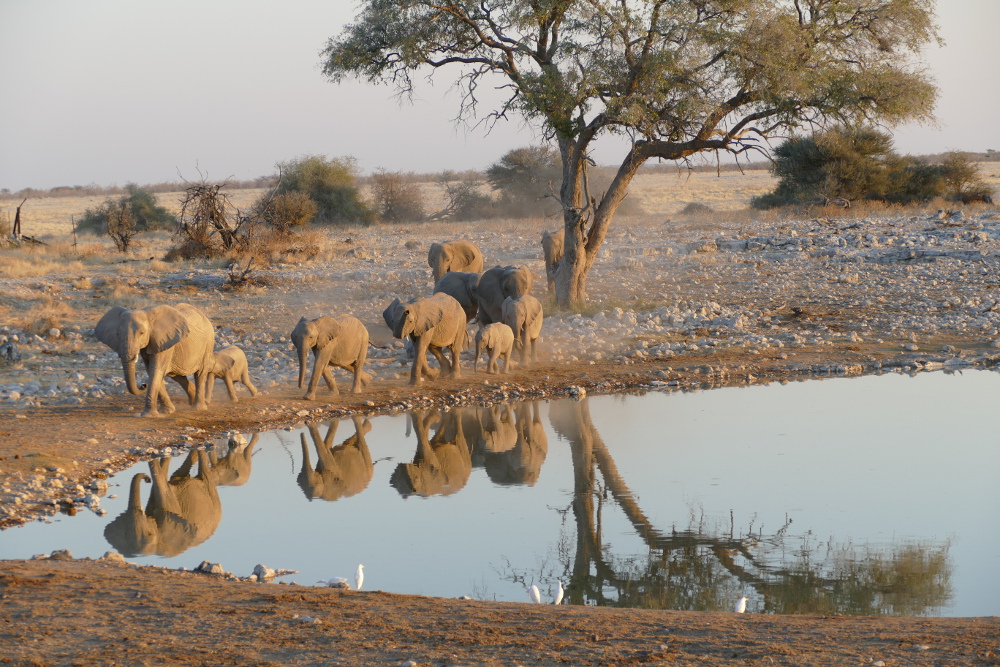 Namibia - Elefanten am Wasserloch von Okaukuejo