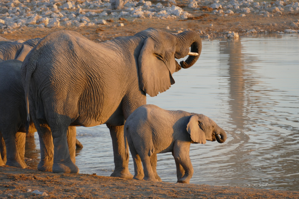 Namibia - Elefanten am Wasserloch von Okaukuejo