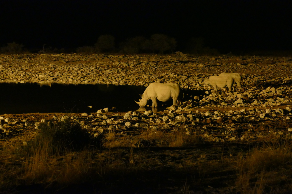 Namibia - Nashörner am beleuchteten Wasserloch von Okaukuejo