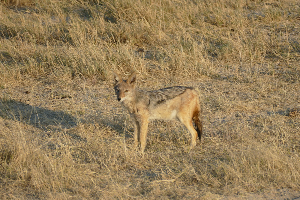 Namibia - Schakal im Etosha-Nationalpark