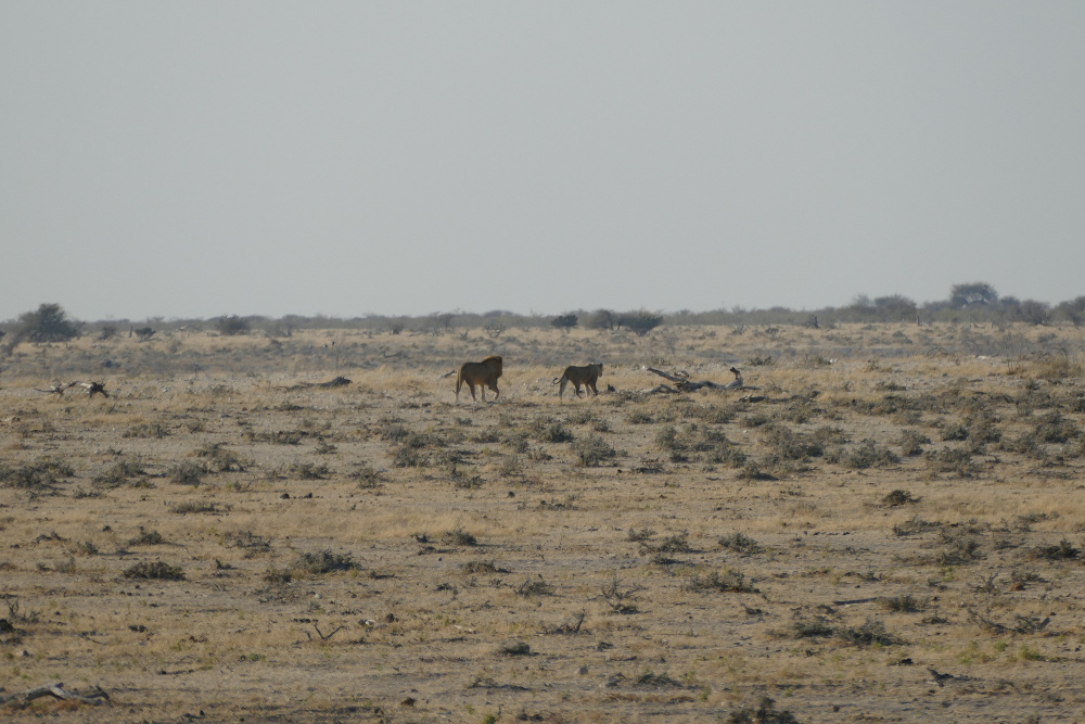 Namibia - Löwen im Etosha-Nationalpark