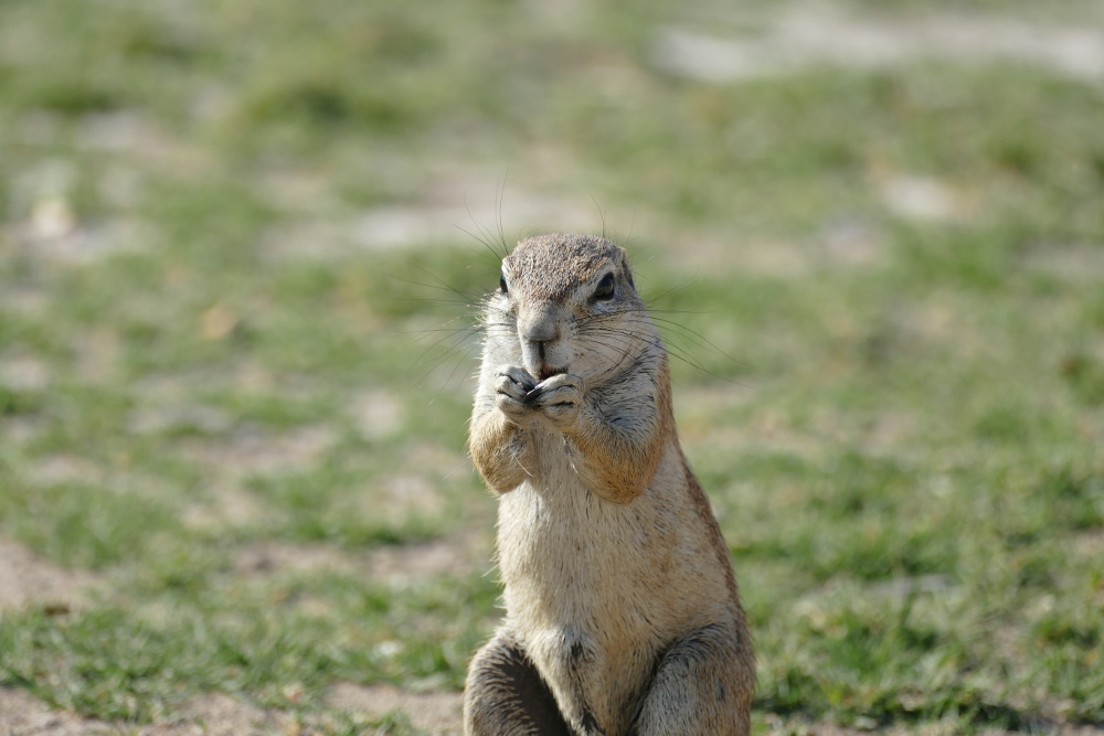 Namibia - Erdhörnchen im Etosha-Nationalpark
