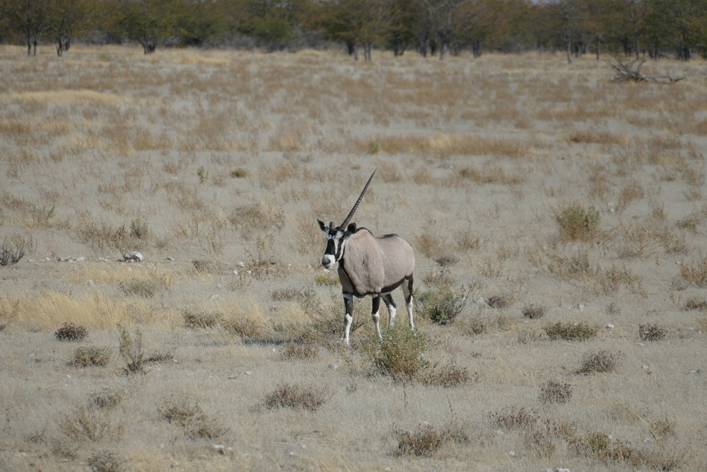 Namibia - Wir haben sogar ein Einhorn gesehen