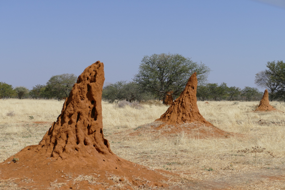 Namibia - Termitenhügel