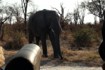 Botswana - Mal wieder ziemlich nah dran