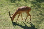 Zimbabwe - Schwarzfersenimpala