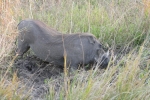 Zimbabwe - Warzenschwein