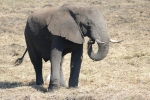 Botswana - Elefant im Chobe-Nationalpark