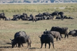 Botswana - Büffel im Chobe-Nationalpark