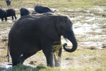 Botswana - Elefant im Chobe-Nationalpark