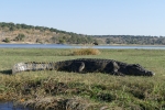 Botswana - Krokodil im Chobe-Nationalpark