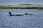 Botswana - Flusspferde im Chobe-Nationalpark