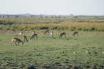 Botswana - Impalas im Chobe-Nationalpark