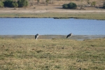 Botswana - Marabus im Chobe-Nationalpark