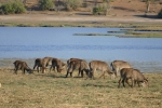 Botswana - Wasserböcke im Chobe-Nationalpark