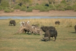 Botswana - Büffel im Chobe-Nationalpark