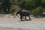 Botswana - Elefanten auf dem Weg nach Nata