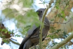 Botswana - Vögel im Garten der Nata Lodge