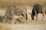 Botswana - Gnus in der Makgadigadi-Salzpfanne