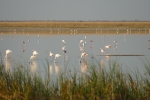 Botswana - Flamingos in der Makgadigadi-Salzpfanne