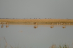 Botswana - Gnus und Flamingos in der Makgadigadi-Salzpfanne