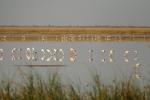 Botswana - Flamingos in der Makgadigadi-Salzpfanne